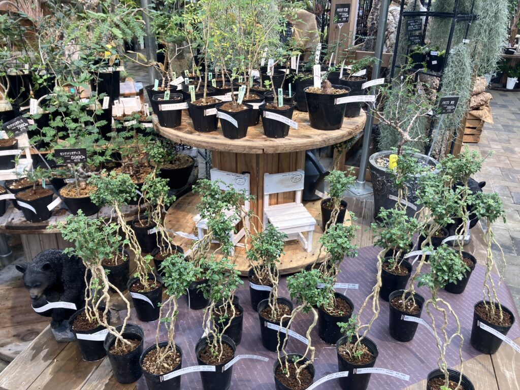 購入したハクチョウゲ